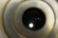 ガリレオ望遠鏡ひとみ径