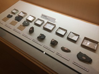 宮沢賢治　バタグルミ化石　土付き⑩ バタグルミ : イーハトーブ・ガーデン