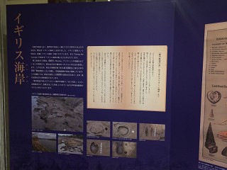 宮沢賢治　バタグルミ化石　土付き⑩ 宮沢賢治とくるみ