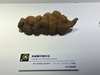 名古屋市科学館 特別展「恐竜・化石研究所」: 観測所雑記帳