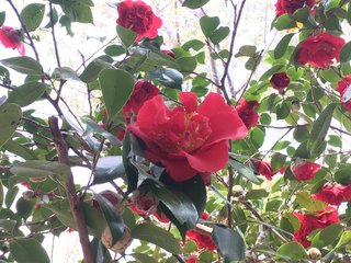 20200411sumahaizan007.jpg
