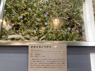 20200611shizenshi021.jpg