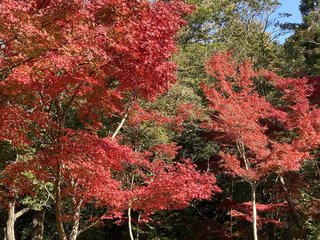 20221103momiji029.jpg