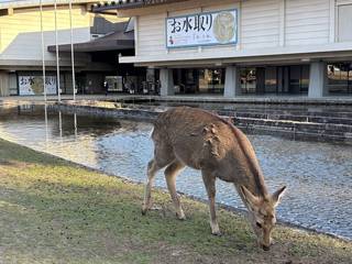 20250309nara011.jpg